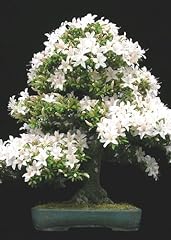 Tropica - Bonsai - Ciliegio Canino (Prunus mahalep) - 30 semi usato  Spedito ovunque in Italia 