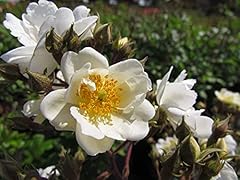 Rambling rector 5.5lt for sale  Delivered anywhere in UK