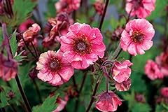 Geum tempo rose for sale  Delivered anywhere in UK