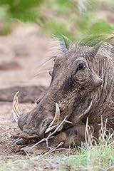 Posterazzi warthog tsavo for sale  Delivered anywhere in USA 