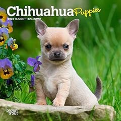 Chihuahua puppies 2024 for sale  Delivered anywhere in USA 