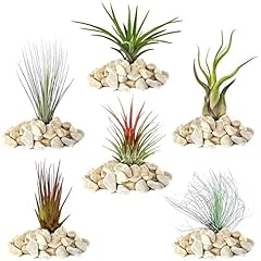 Different tillandsias air for sale  Delivered anywhere in Ireland