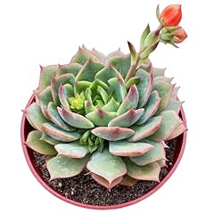 Echeveria ramillette pack for sale  Delivered anywhere in USA 