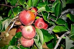 Stayman winesap apple for sale  Delivered anywhere in USA 