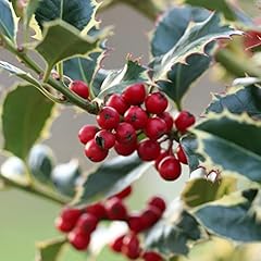 Holly tree argentea for sale  Delivered anywhere in UK