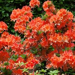 Yougarden orange azalea for sale  Delivered anywhere in UK