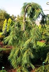 Weeping white pine for sale  Delivered anywhere in USA 
