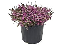 Erica kramer red for sale  Delivered anywhere in USA 