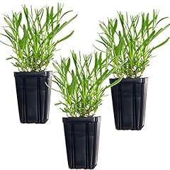 French lavender provence for sale  Delivered anywhere in USA 