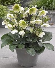 Helleborus hellebore molly for sale  Delivered anywhere in UK