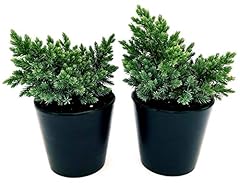 Powers flowers juniperus usato  Spedito ovunque in Italia 