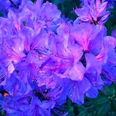 Big gallon blue for sale  Delivered anywhere in USA 