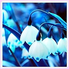 Double snowdrops bulbs for sale  Delivered anywhere in UK