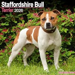 Staffordshire bull terrier for sale  Delivered anywhere in UK