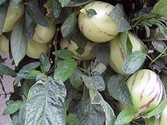 Solanum muricatum pianta usato  Spedito ovunque in Italia 