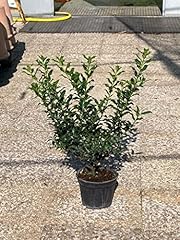 Agrifoglio ilex aquifolium usato  Spedito ovunque in Italia 