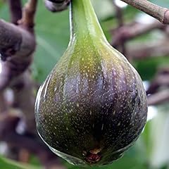 Fig garden fruit for sale  Delivered anywhere in Ireland