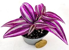 Powers flowers tradescantia usato  Spedito ovunque in Italia 