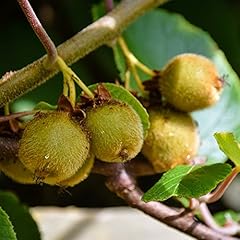 Self fertile kiwi for sale  Delivered anywhere in UK