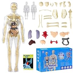 Tyafzzn anatomie modell gebraucht kaufen  Wird an jeden Ort in Deutschland