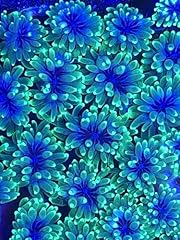 Coralslover live saltwater for sale  Delivered anywhere in USA 