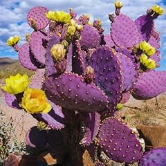 Prickly pear cactus for sale  Delivered anywhere in USA 