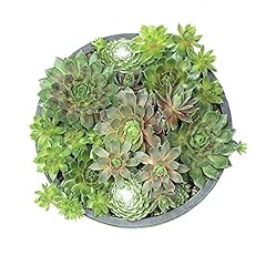 Live sempervivum planter for sale  Delivered anywhere in USA 