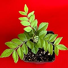 Trees plant curry for sale  Delivered anywhere in USA 