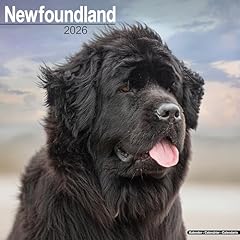 Newfoundland 2026 calendar for sale Newfoundland 2026 calendar for sale  Delivered anywhere in UK