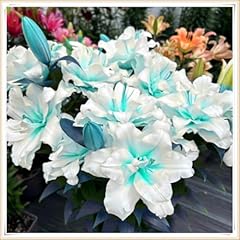 Giant lily bulbs for sale  Delivered anywhere in UK