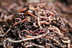100g medium large for sale  Delivered anywhere in UK