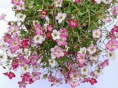 Saxifraga ardensii 200 for sale  Delivered anywhere in Ireland