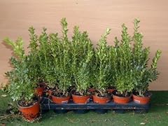 Buchsbaum buxus sempervirens gebraucht kaufen  Wird an jeden Ort in Deutschland