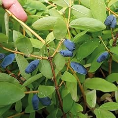 Garden honeyberry plant for sale  Delivered anywhere in UK