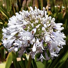 Agapanthus arctic star for sale  Delivered anywhere in UK