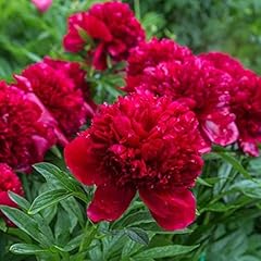 Herbaceous peony plants for sale  Delivered anywhere in UK