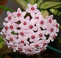 Hoya carnosa tricolor for sale  Delivered anywhere in UK