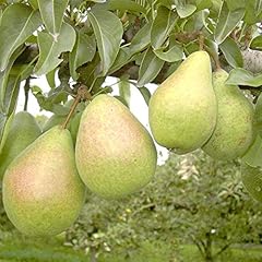 Köstliche charneux herbstbirn gebraucht kaufen  Wird an jeden Ort in Deutschland