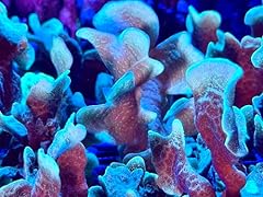 Coralslover live saltwater for sale  Delivered anywhere in USA 