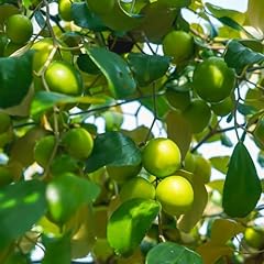Green jujube live for sale  Delivered anywhere in USA 