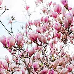 Saucer magnolia soulangeana for sale  Delivered anywhere in USA 