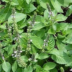 Holy basil 100 for sale  Delivered anywhere in UK