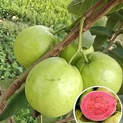 Guava tree pink for sale  Delivered anywhere in USA 