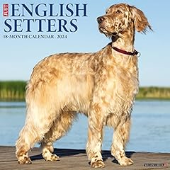 English setters 2024 for sale  Delivered anywhere in UK