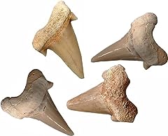 dents fossiles d'occasion  Livré partout en France