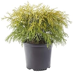 Shrub gold mop for sale  Delivered anywhere in USA 