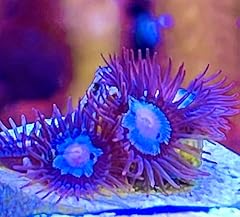 Live saltwater coral for sale  Delivered anywhere in USA 