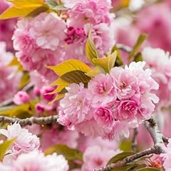 Set kwanzan cherry for sale  Delivered anywhere in USA 