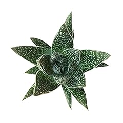 Gasteria flow aloe for sale  Delivered anywhere in USA 
