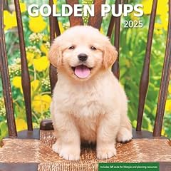 Golden pups 2025 for sale  Delivered anywhere in USA 